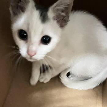 Startrek -  Domestic Short Hair Cat for Adoption in Philadelphia, Pennsylvania - Startrek | PetCurious