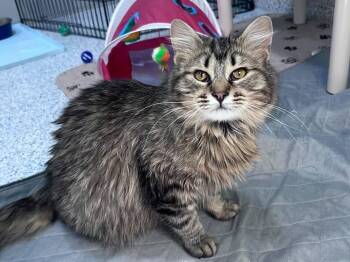 Domestic Medium Hair Cats Available for Adoption in Colorado Springs, Colorado - Eufloria | PetCurious