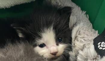 Domestic Medium Hair Cats Available for Adoption in Palmetto, Florida - CASH | PetCurious