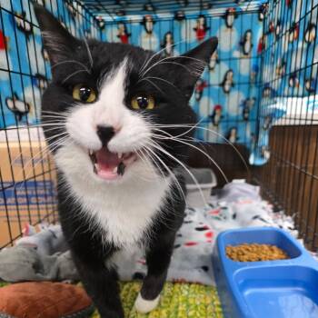 Domestic Short Hair Cats Available for Adoption - Lafayette | PetCurious