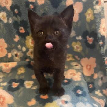 Bongo -  Domestic Short Hair Cat for Adoption in Newberg, Oregon - Bongo | PetCurious