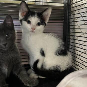 Robin Hood -  Domestic Short Hair Cat for Adoption in Binghamton, New York - Robin Hood | PetCurious
