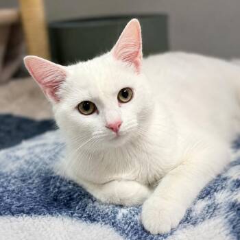 Ozzy in Stevensville, MD -  Domestic Short Hair Cat for Adoption - Ozzy In Stevensville, MD | PetCurious