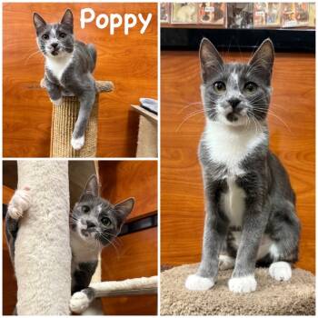 Rescue Domestic Short Hair Cats for Adoption in Hemet, California - Poppy | PetCurious
