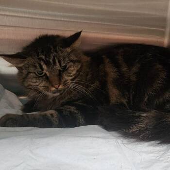Muffin -  Domestic Medium Hair Cat for Adoption in Evensville, Tennessee - Muffin | PetCurious