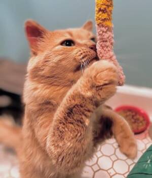 Maine Coon and Domestic Medium Hair Cats Available for Adoption - Churro | PetCurious