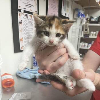 Lovelace -  Domestic Short Hair Cat for Adoption in Birmingham, Alabama - Lovelace | PetCurious