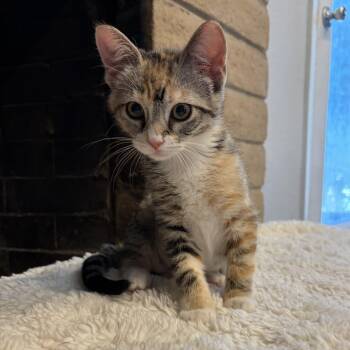 Alana INDOOR ONLY -  Domestic Short Hair Cat for Adoption in Stockton, California - Alana INDOOR ONLY | PetCurious
