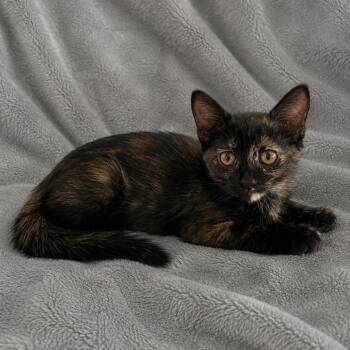 Brie -  Domestic Short Hair Cat for Adoption in Tucson, Arizona - Brie | PetCurious