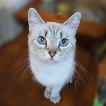Mia (Lynx Point Siamese) -  Siamese Cat for Adoption in Allen, Texas - Mia (Lynx Point Siamese) | PetCurious