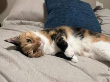 Nutmeg -  Calico and Domestic Medium Hair Cat for Adoption in Harpers Ferry, West Virginia - Nutmeg | PetCurious