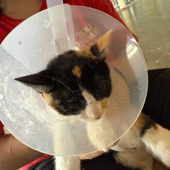 Tempo (3) -  Domestic Short Hair Cat for Adoption in Leander, Texas - Tempo (3) | PetCurious