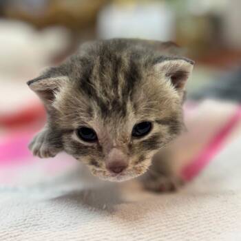 Domestic Short Hair Cats Available for Adoption - James | PetCurious