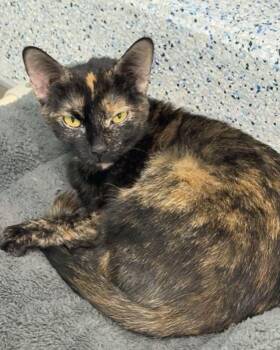 Domestic Short Hair Cats Available for Adoption - Bazz | PetCurious