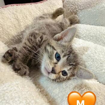 Domestic Short Hair Cats Available for Adoption in Pocono Summit, Pennsylvania - Anarchy | PetCurious