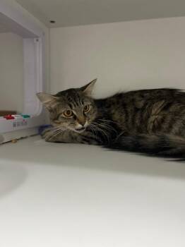 Alice -  Domestic Medium Hair Cat for Adoption in Chattanooga, Tennessee - Alice | PetCurious