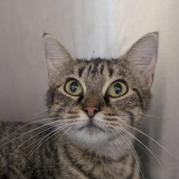 Sasha -  Domestic Short Hair Cat for Adoption in Sand Springs, Oklahoma - Sasha | PetCurious