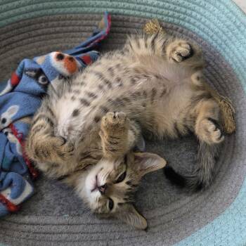 Rescue Domestic Short Hair Cats for Adoption in Los Angeles, California - Spirit | PetCurious