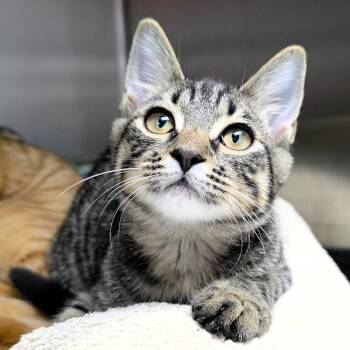 Trout -  Domestic Short Hair Cat for Adoption in Michigan City, Indiana - Trout | PetCurious
