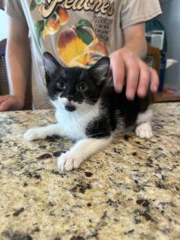 Rescue Domestic Long Hair Cats for Adoption in Visalia, California - Kajii | PetCurious