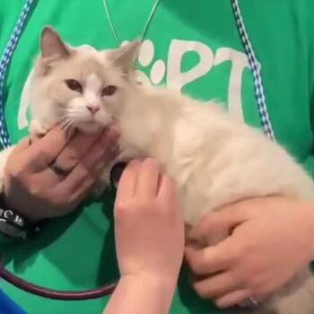 Domestic Short Hair Cats Available for Adoption in Cincinnati, Ohio - Willa | PetCurious