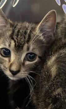 Domestic Short Hair Cats Available for Adoption in Palmetto, Florida - MARVIN | PetCurious