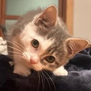 Rescue Domestic Short Hair Cats for Adoption in Springfield, Oregon - Little Man | PetCurious