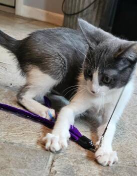 Noah (Nora), Willow Grove, (FCID 08/19/2026-115) -  Domestic Short Hair Cat for Adoption in Greenville, Delaware - Noah (Nora), Willow Grove, (FCID 08/19/2026-115) | PetCurious