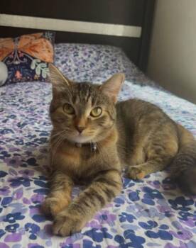 Rescue Domestic Short Hair Cats for Adoption in Kalamazoo, Michigan - Olivia - In Foster | PetCurious
