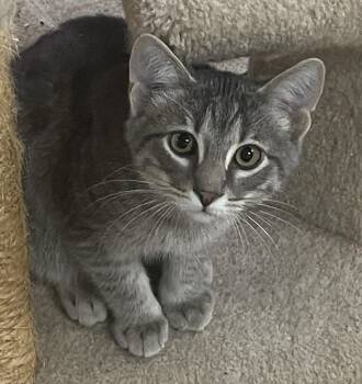 Rescue Domestic Short Hair Cats for Adoption in Neillsville, Wisconsin - Lombardi | PetCurious