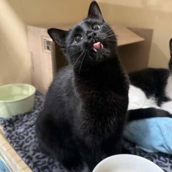 Domestic Short Hair Cats Available for Adoption - Mekhai | PetCurious