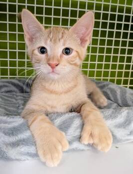 Hemingway -  Tiger and Extra Toes Cat Hemingway Polydactyl Cat for Adoption in Lake Monroe, Florida - Hemingway | PetCurious