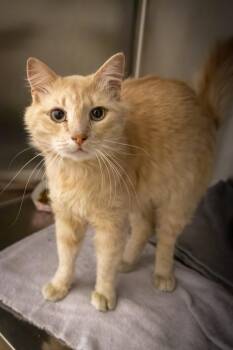 Tabby Cats Available for Adoption in Greenville, Delaware - Flora (m) (FCID# 05/12/2026 - 40 Trainer) | PetCurious