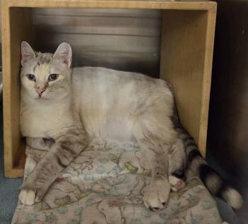 Gwendolyn -  Domestic Short Hair and Siamese Cat for Adoption in Greensboro, North Carolina - Gwendolyn | PetCurious