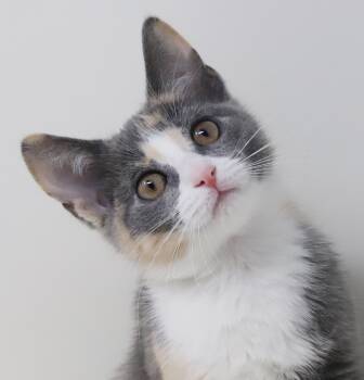 Nelle is nothing but SWEET SWEET SWEET -  Turkish Van and Dilute Calico Cat for Adoption in Bedford Hills, New York - Nelle Is Nothing But SWEET SWEET SWEET | PetCurious