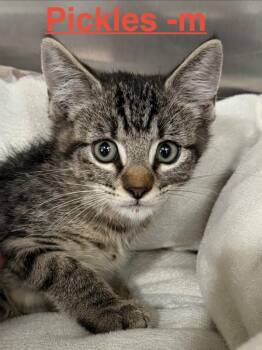 Pickles 26 -  Tabby and Domestic Short Hair Cat for Adoption in Brookhaven, Mississippi - Pickles 26 | PetCurious