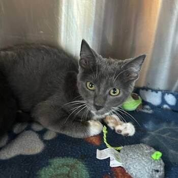 Sweet T -  Domestic Short Hair Cat for Adoption in Knoxville, Tennessee - Sweet T | PetCurious