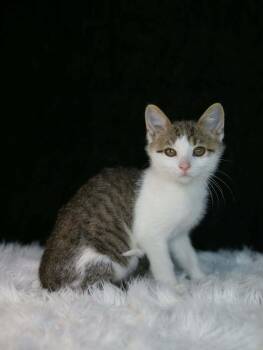 Domestic Short Hair Cats Available for Adoption in Lewisburg, Tennessee - Sheldon | PetCurious