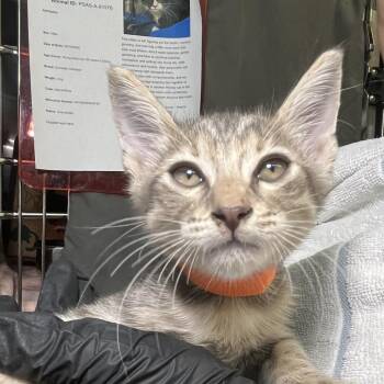 Devi -  Domestic Short Hair Cat for Adoption in Palm Springs, California - Devi | PetCurious