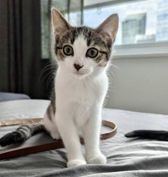 Molly -  Tabby and Domestic Short Hair Cat for Adoption in Vaughan, Ontario - Molly | PetCurious