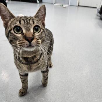 Domestic Short Hair Cats Available for Adoption in Lakewood, Colorado - Jaspurr | PetCurious