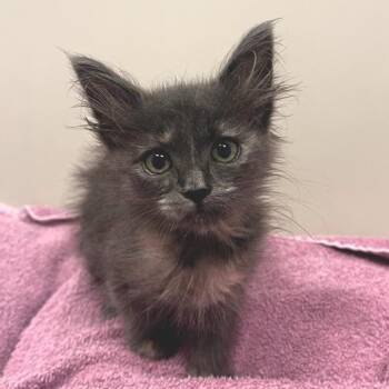 Tweety -  Domestic Short Hair Cat for Adoption in Los Angeles, California - Tweety | PetCurious