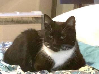 Domestic Short Hair Cats Available for Adoption - Zz-Momma Cat | PetCurious