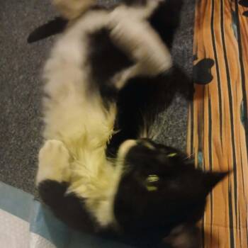 American Shorthair Cats Available for Adoption - Oreo | PetCurious