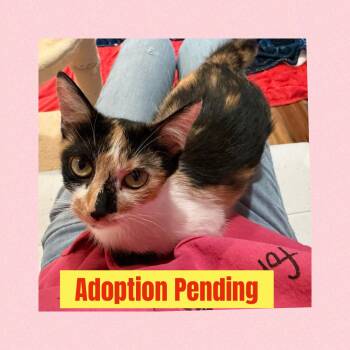 Mama Moon -  Calico Cat Available for Adoption in Blanch, North Carolina - Mama Moon | PetCurious