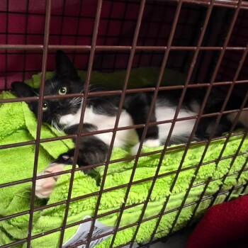 Zephyr -  Domestic Short Hair Cat for Adoption in Fort Lauderdale, Florida - Zephyr | PetCurious