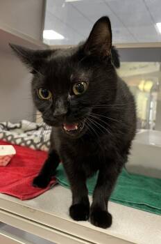Taco -  Domestic Short Hair Cat for Adoption in Stratham, New Hampshire - Taco | PetCurious
