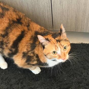 Pollen -  Domestic Short Hair Cat for Adoption in Evanston, Illinois - Pollen | PetCurious