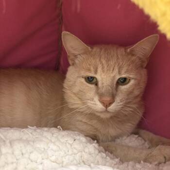 Timmy -  Domestic Short Hair Cat for Adoption in Marshall, Virginia - Timmy | PetCurious