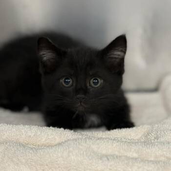 Domestic Short Hair Cats Available for Adoption in Martinsville, Virginia - Sumo | PetCurious